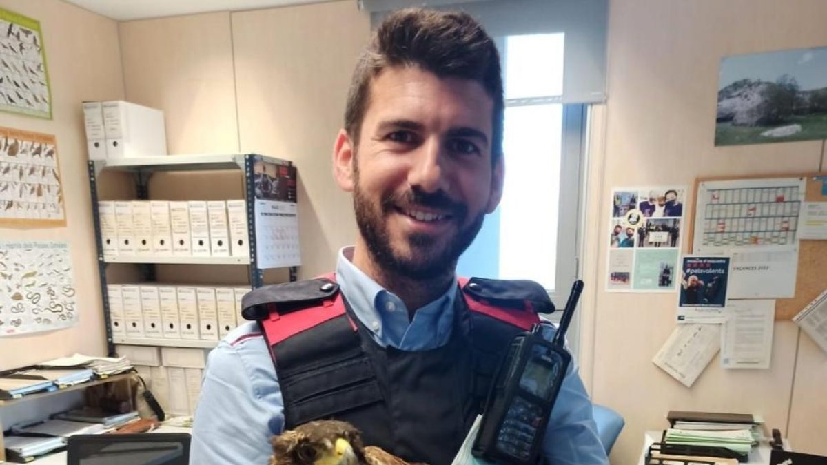 Els Mossos rescaten a Vila-seca un aligot de Harris desorientat