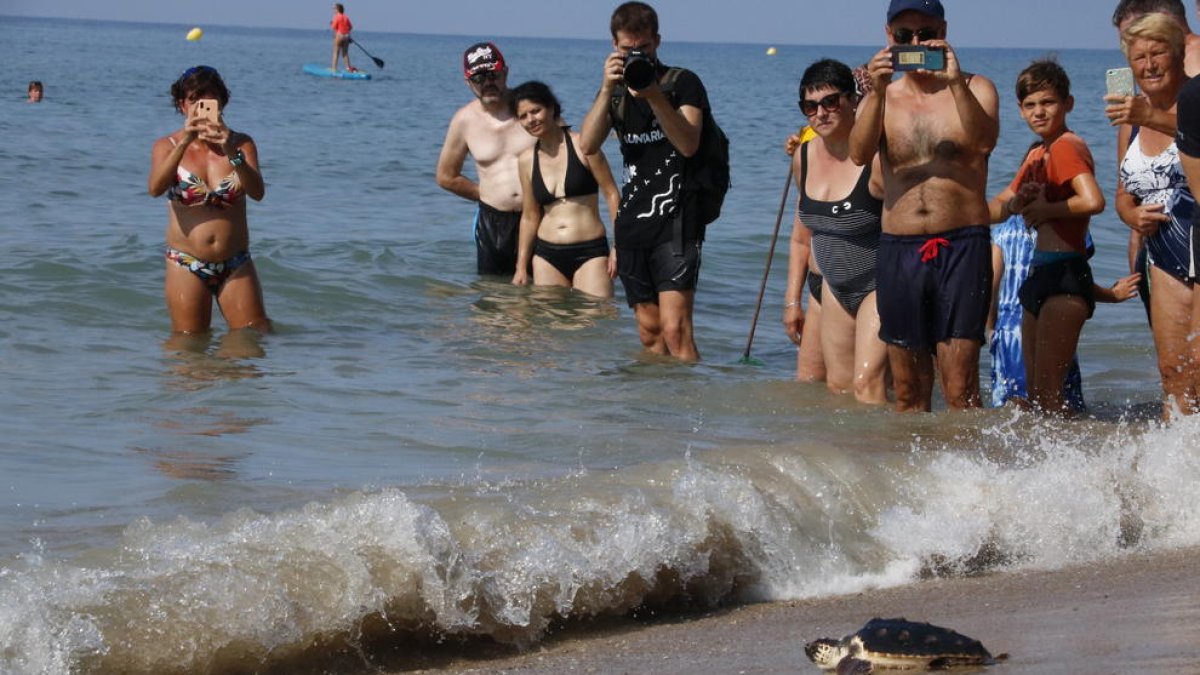 Alliberen catorze tortugues a la platja de Calafell després d'un any en captivitat