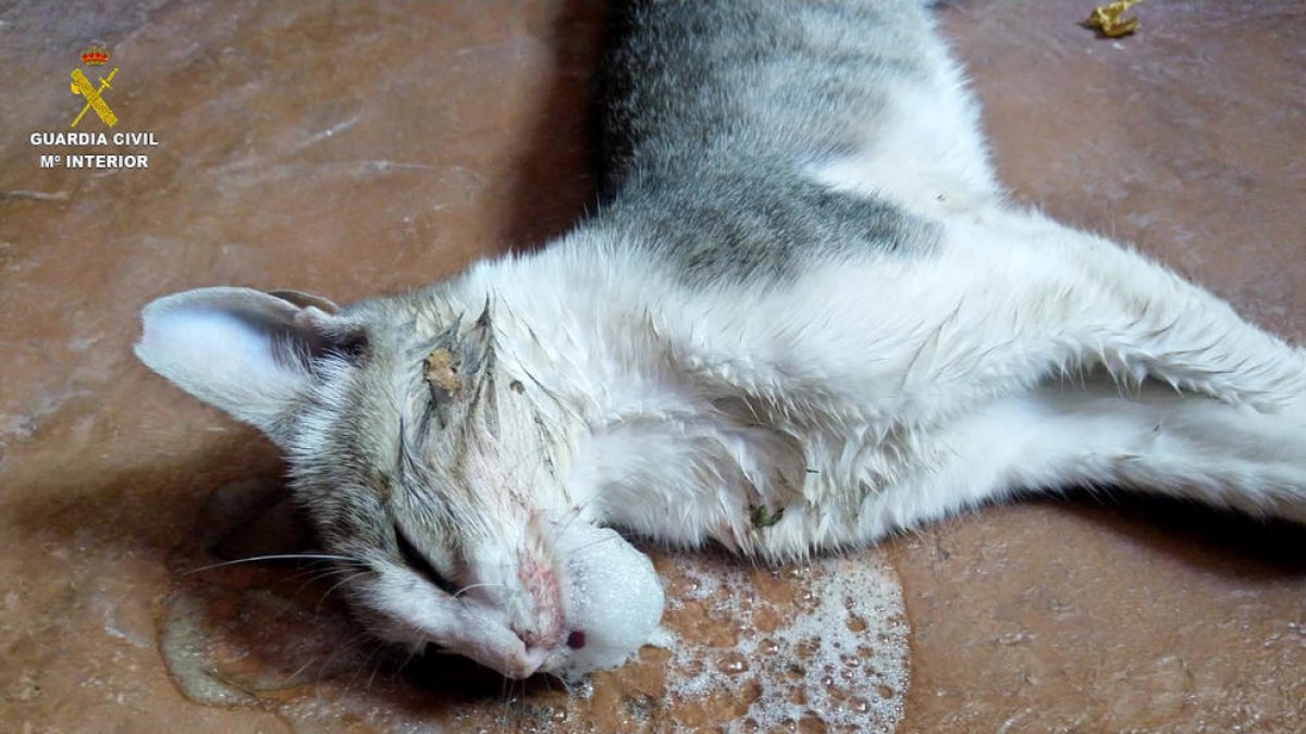 Investiguen un possible cas d'enverinament de gats a Tarragona
