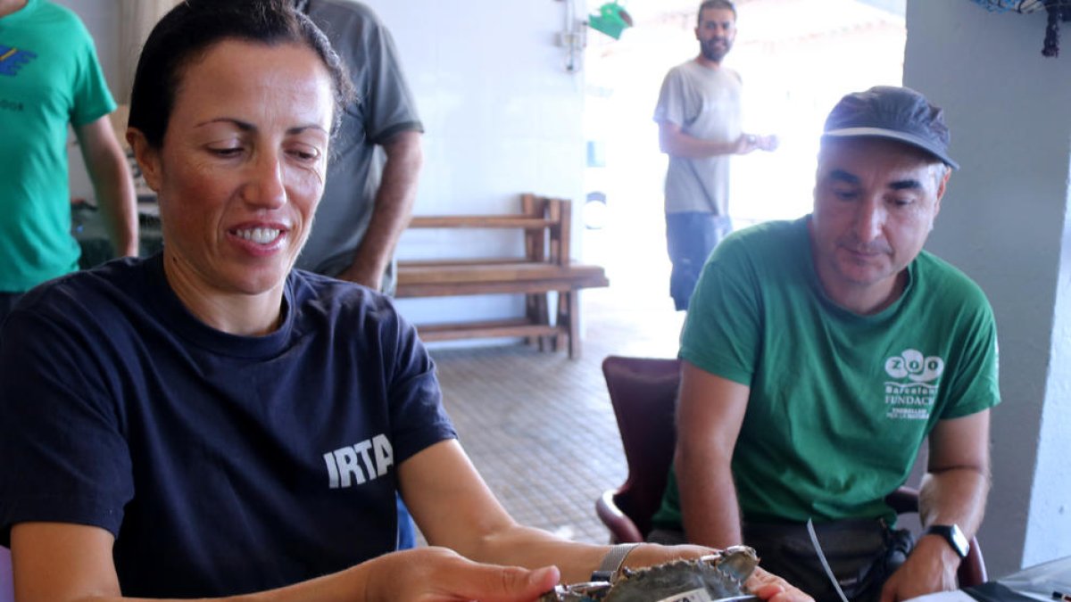 Etiqueten 500 crancs blaus per conèixer els seus patrons de mobilitat al delta de l'Ebre