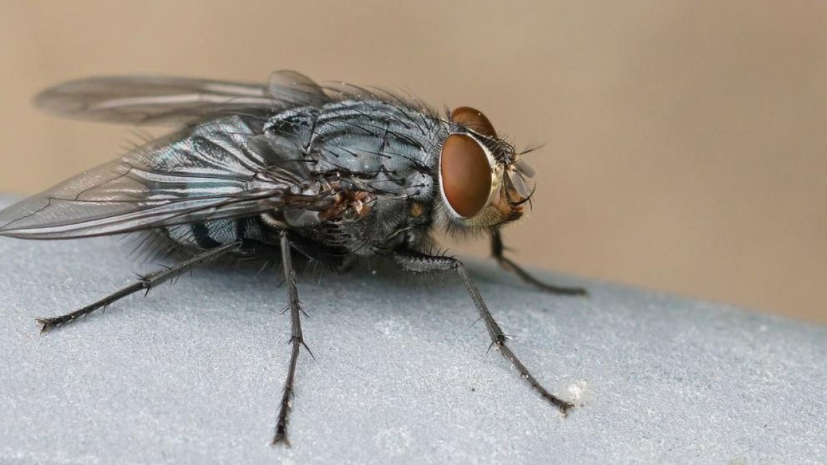 Alarma per la mosca negra a Espanya: s'ha expandit i pot inocular diferents virus