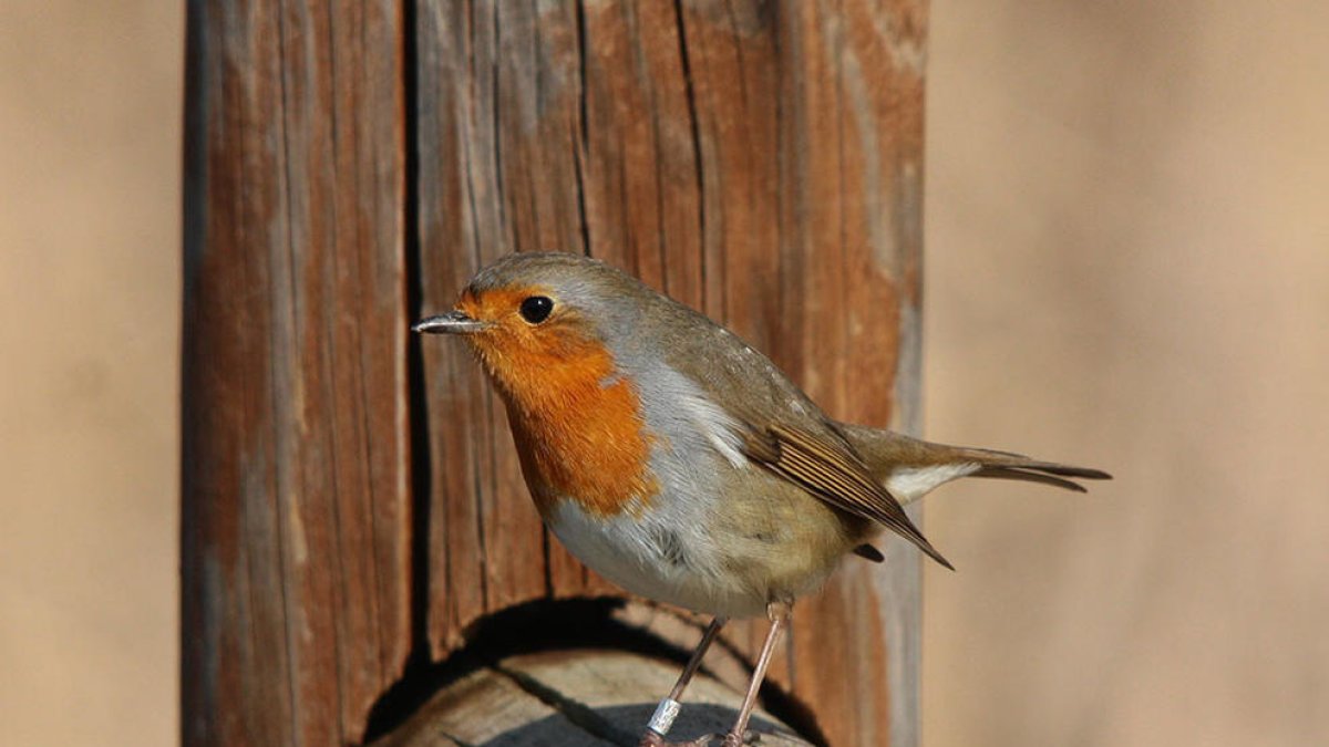 L'Institut Català d'Ornitologia oferirà una jornada divulgativa d'anellament d'ocells a Tarragona