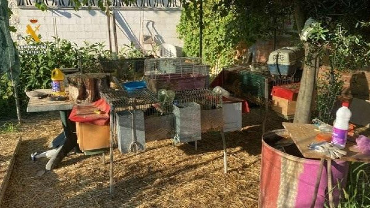 Desmantellen un viver il·legal de fures a Cunit