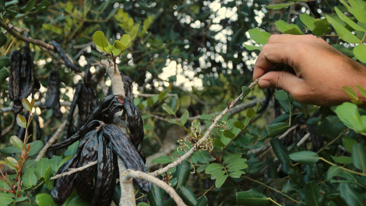 Tres detenidos en Santa Bàrbara para intentar robar algarrobas de un almacén