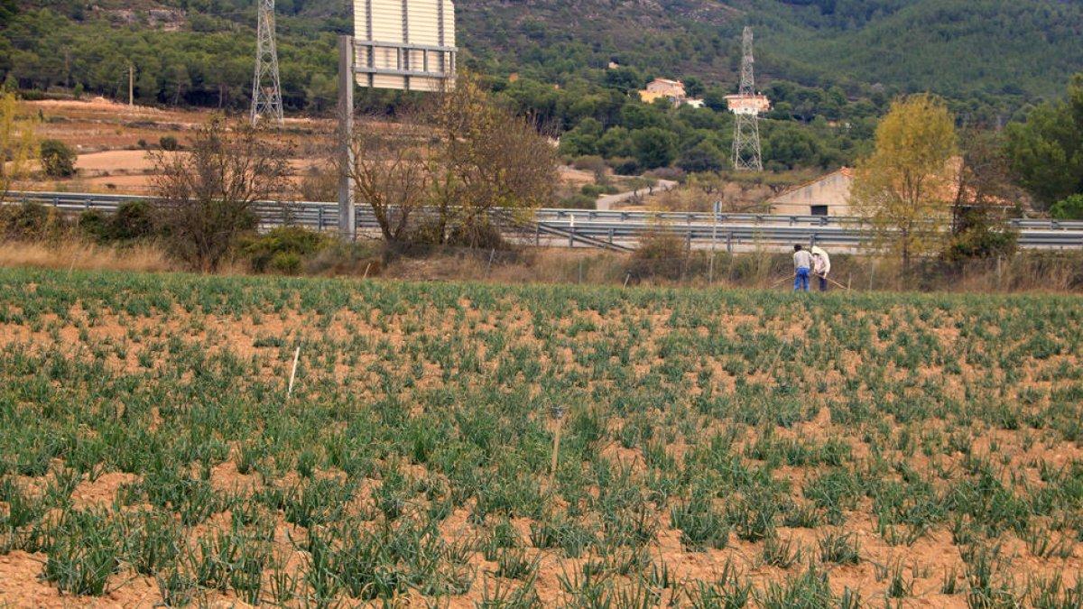 La IGP Calçot de Valls prevé producir alrededor de veinte millones de unidades a pesar de la sequía y el calor