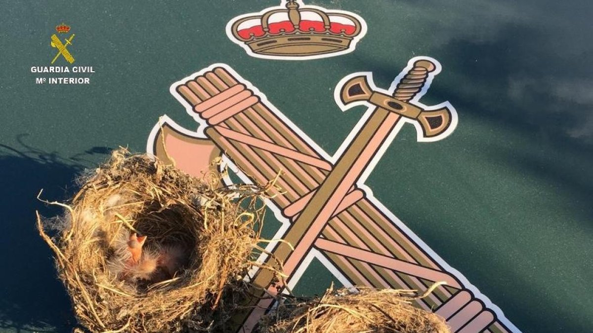 Investiguen un veí de Sant Jaume d'Enveja per recollir nius d'ocells