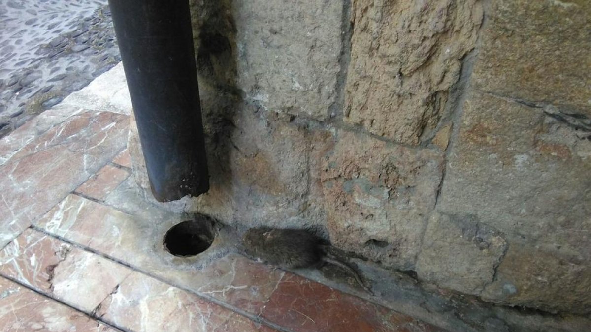 «Icomar está lleno de ratas por todas partes y tenemos un gran problema»