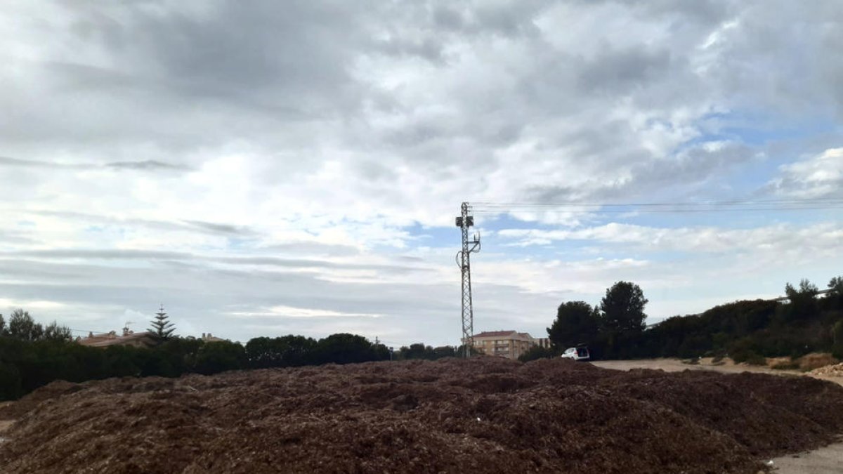 L'Ametlla de Mar ofereix les restes de posidònia de les platges com a adob