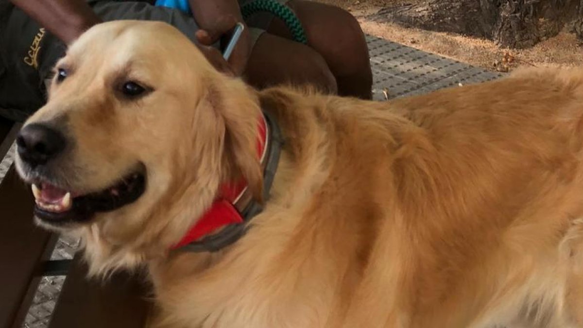 Busquen un gos perdut des del passat mes de juliol a Montblanc