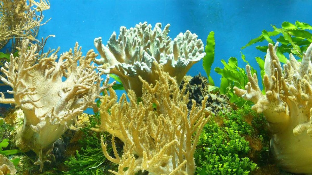 Troben en corals tous un compost prometedor contra el càncer