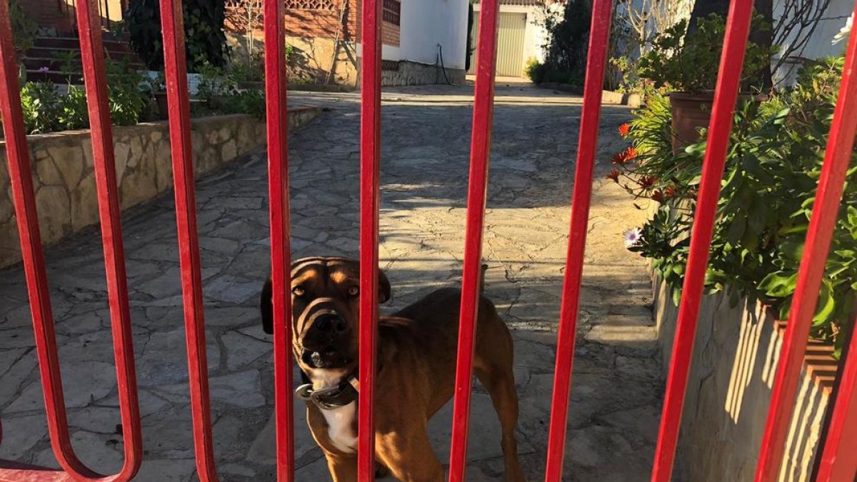 Rescatan el perro atrapado entre dos puertas de una casa en la Bisbal del Penedès