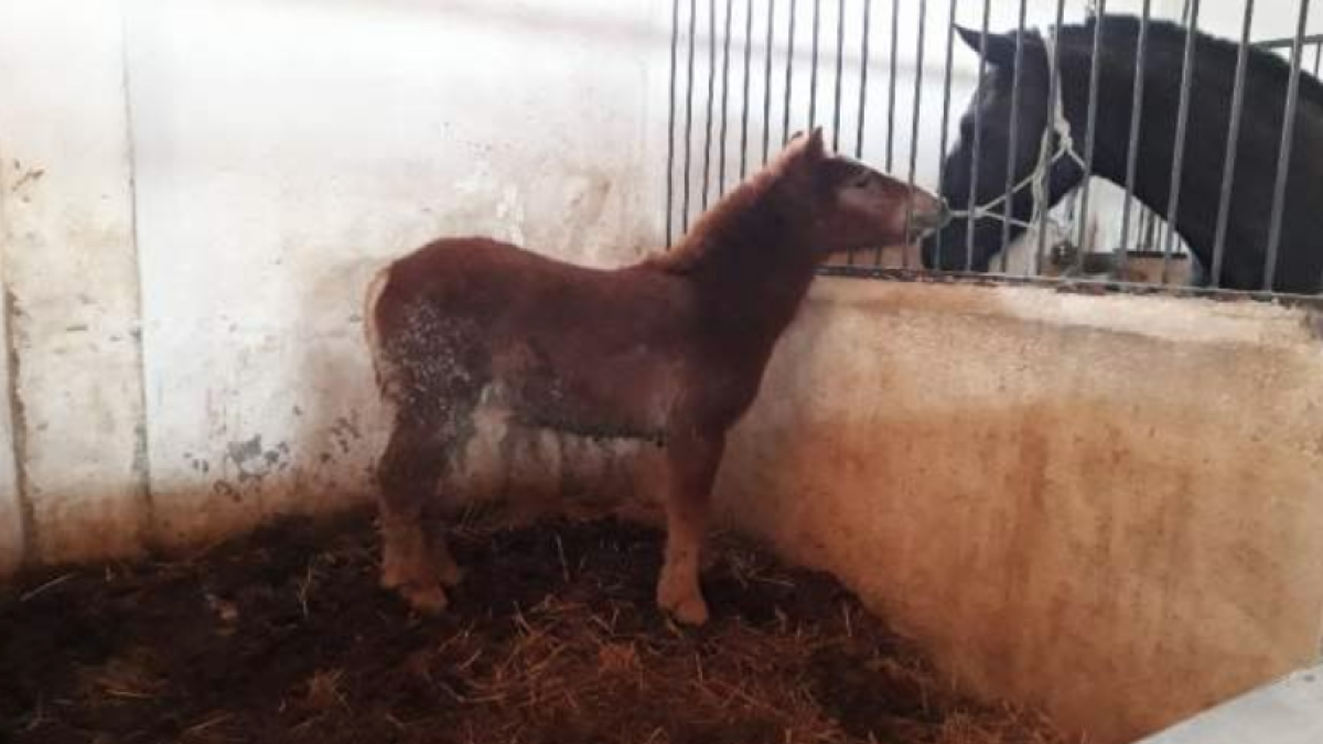 Troben un poni de sis mesos abandonat a Lorca