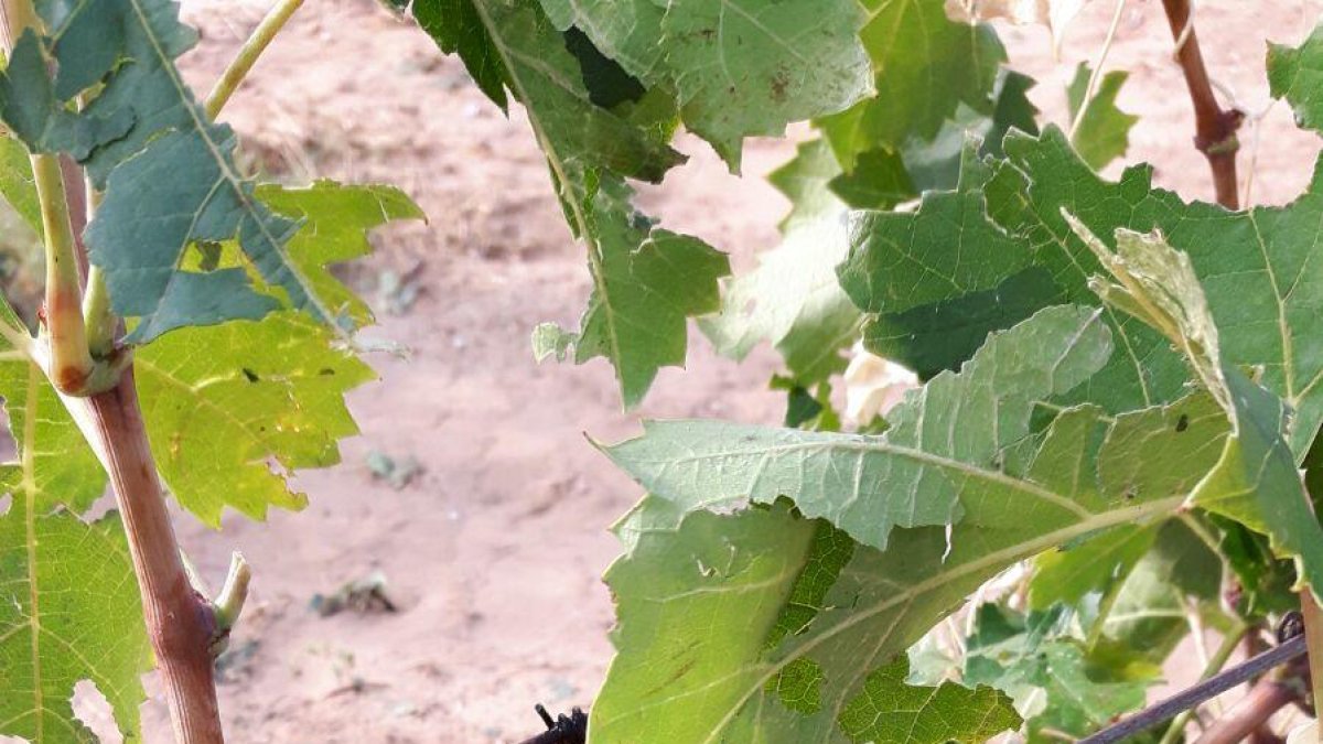 Agricultura demana a l'asseguradora que periti les terres afectades per la calamarsada