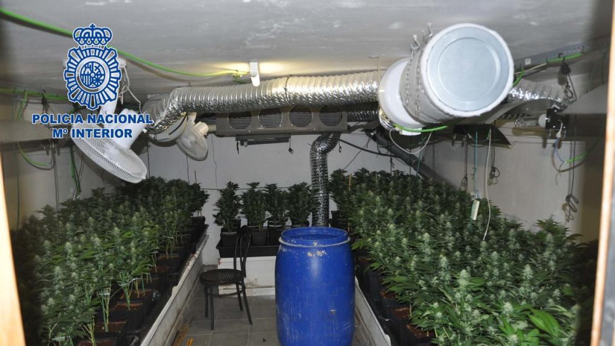 Desmantellen tres plantacions de marihuana al Montmell