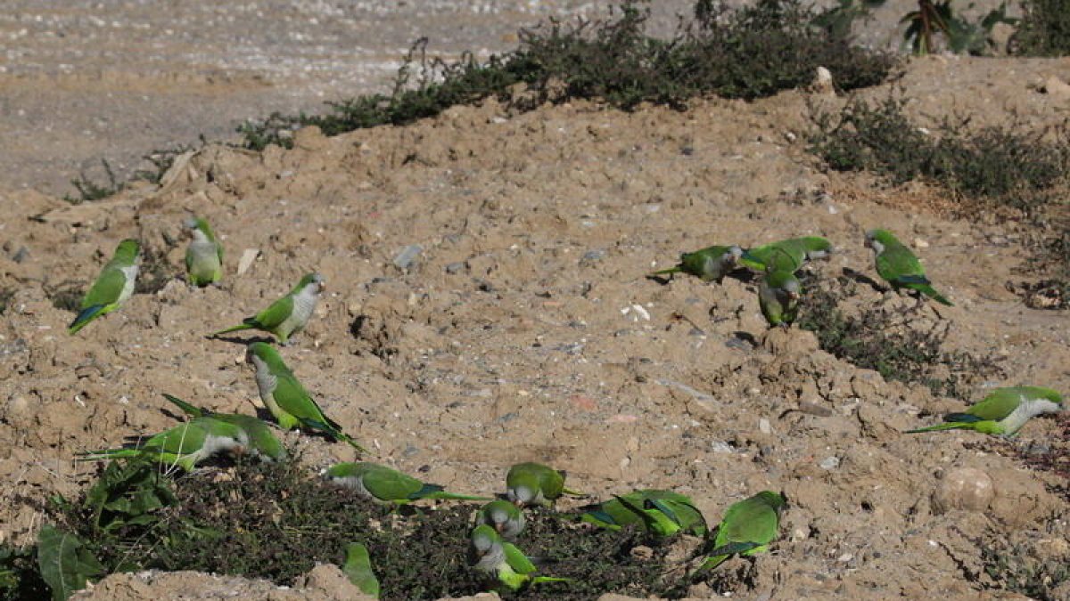 Els pagesos alerten de la incipient plaga de cotorres a conreus d'interior