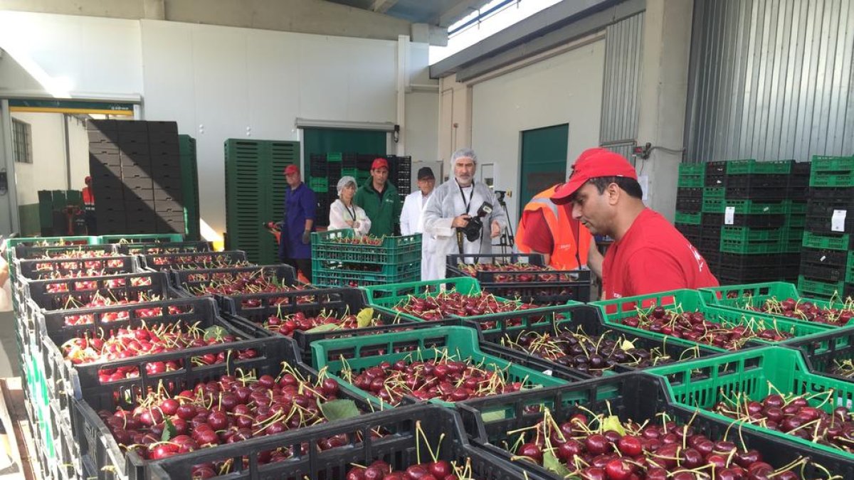 El 'Brexit' podría afectar a la exportación de la cereza ebrense