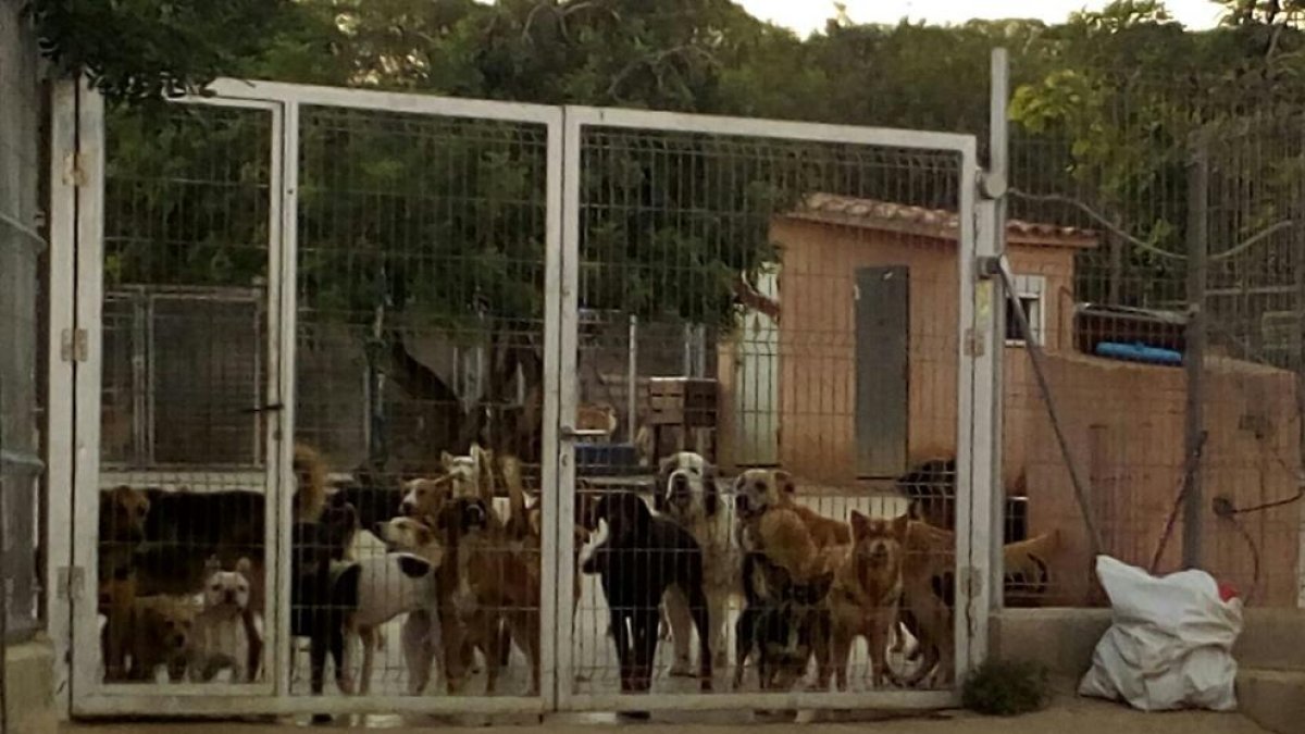 El presidente y un vocal de Olescan, investigados por maltrato animal y falsificación.