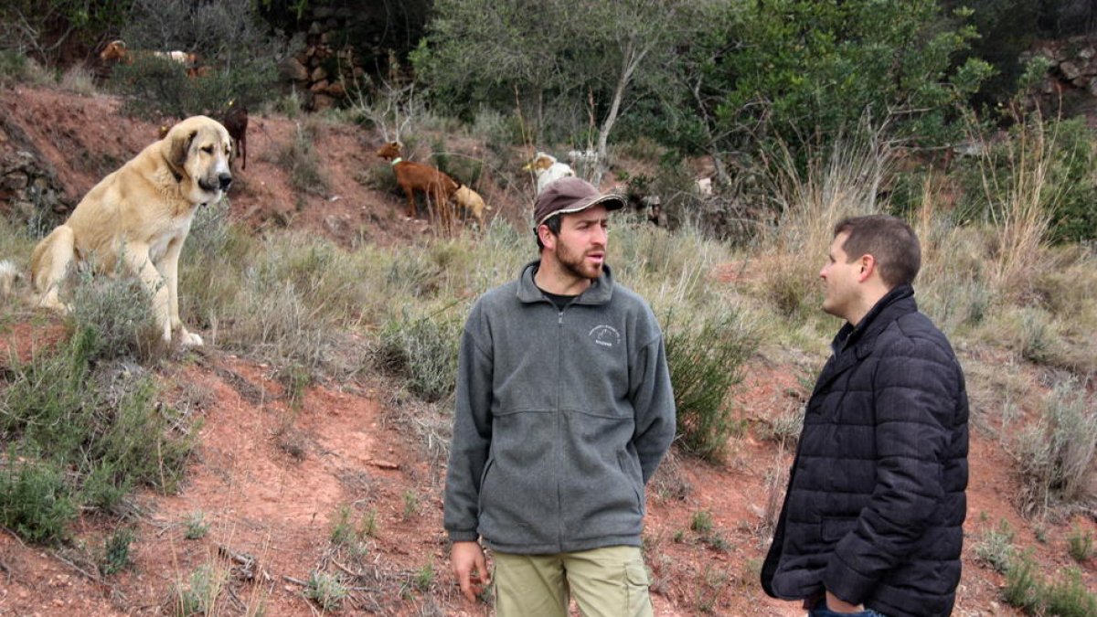 protectora, ramat, pastor, pasturar, neteja, franja, risc, cabra, urbanització, ovella, incendi, Ajuntament d'Alcover