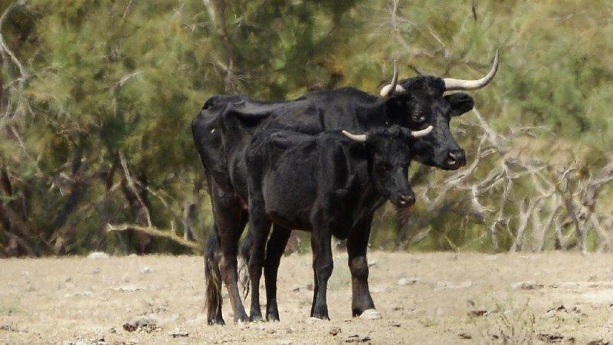 Animalistas presentan hasta 11 propuestas por salvar los toros de la Isla de Vinallop