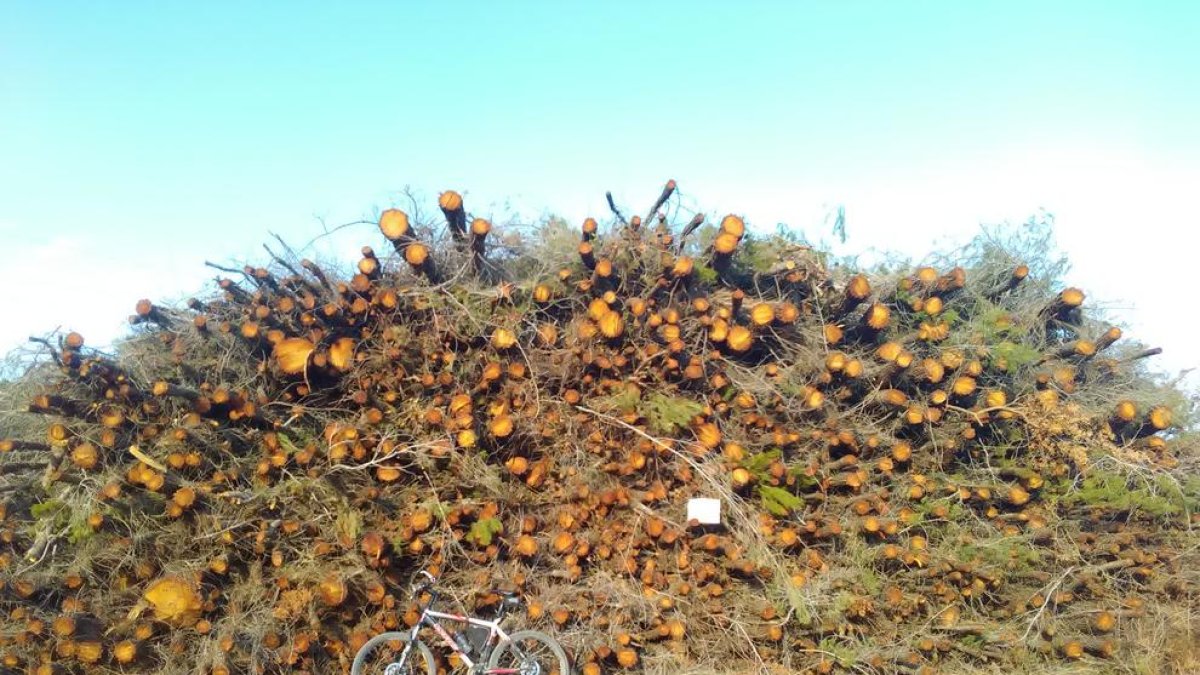 La CUP alerta sobre la tala de pins a l'Anella Verda