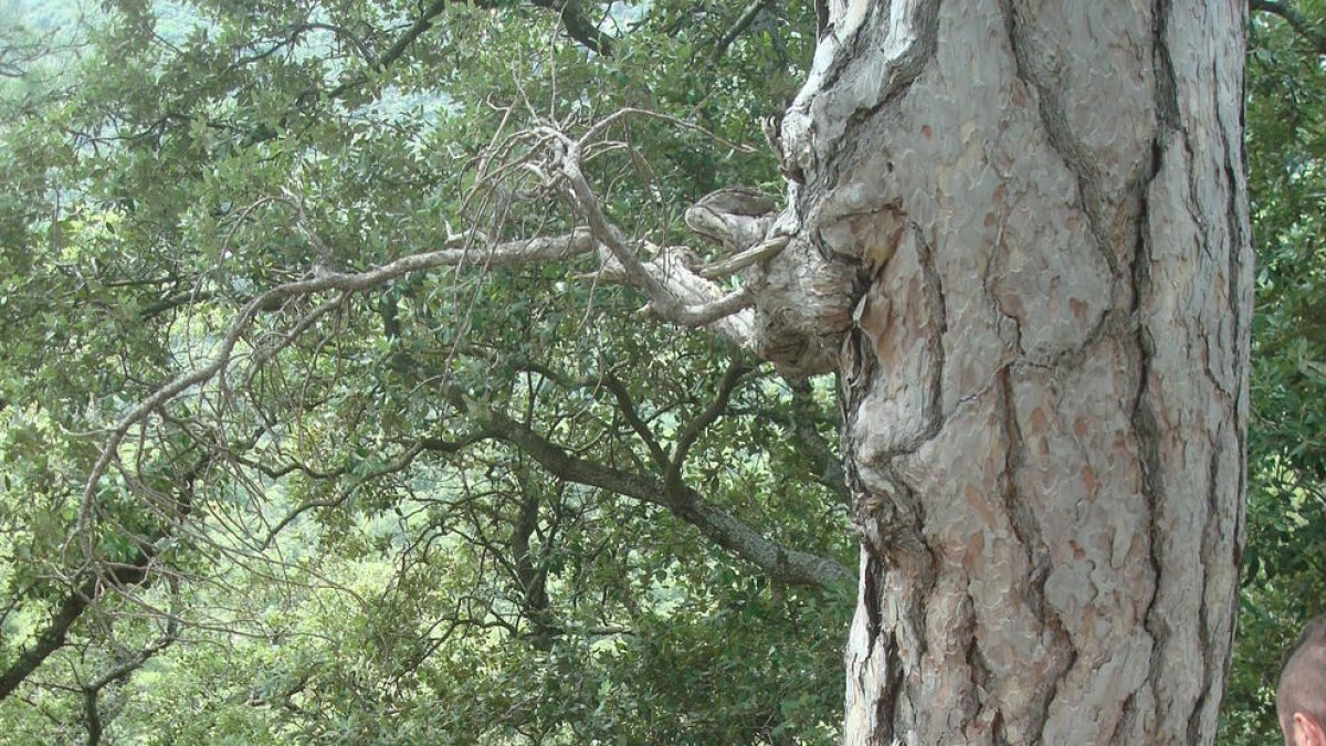 Localitzen arbres de més de 300 anys al bosc de Poblet