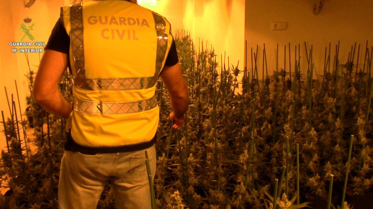 Desmantelada una plantación de 1.600 plantas de Marihuana en la Bisbal del Penedés