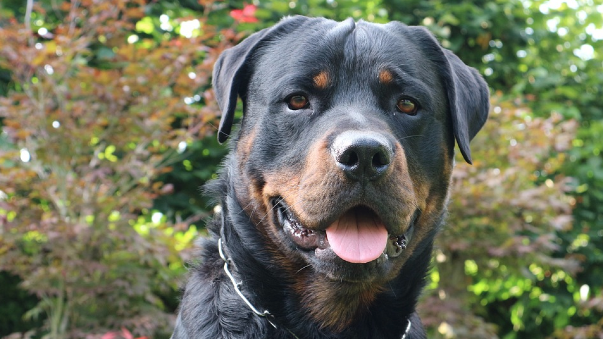 Detenido el propietario de tres rottweilers que atacaron a un octogenario