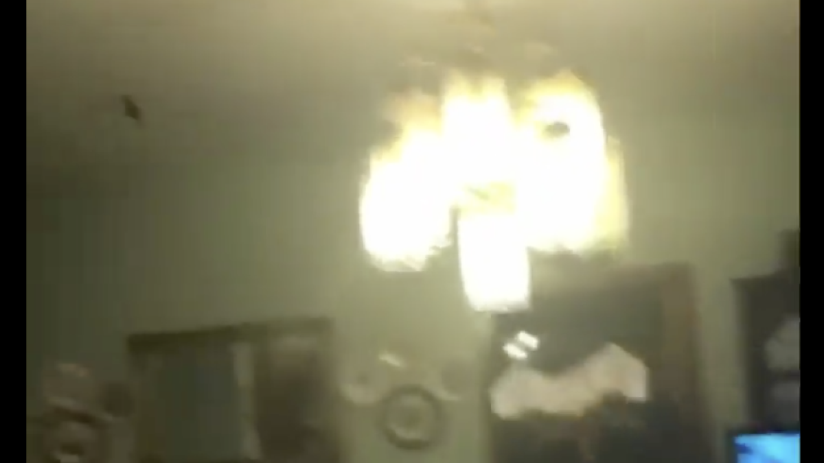 Un ratpenat entra en una casa a Irlanda i provoca el caos