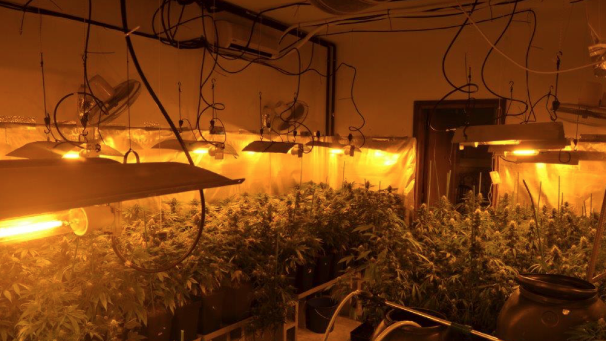 Cinco detenidos por una plantación de 257 plantas de Marihuana en Cunit