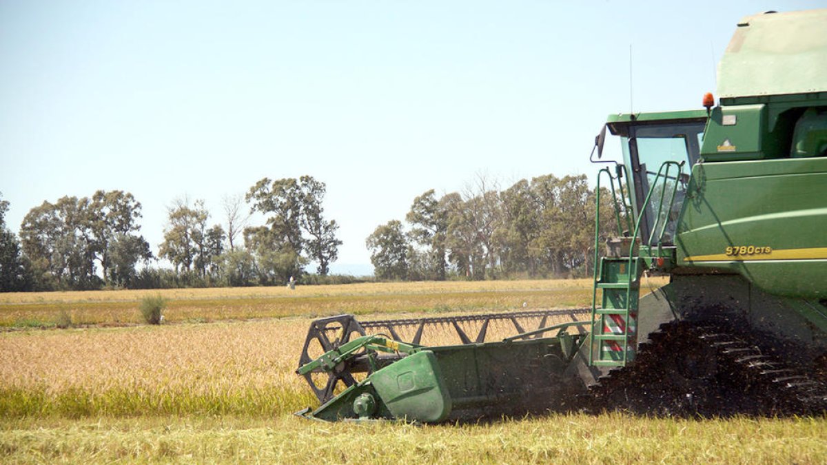 Un fong causat per les altes temperatures provoca pèrdues en arrossars del delta de l'Ebre