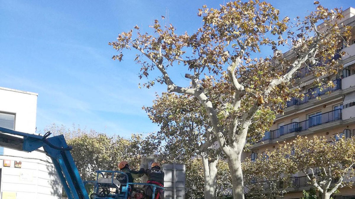 El Vendrell retira tres arbres de la Rambla per risc de caiguda