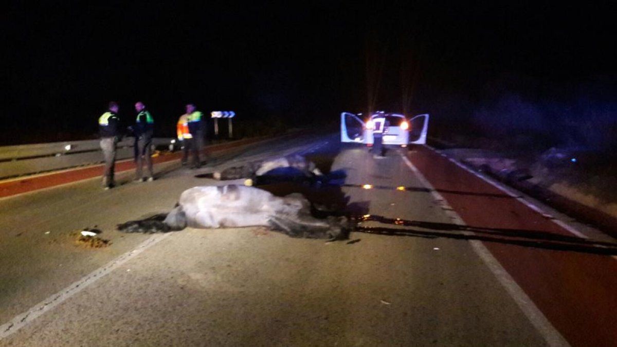 Dos caballos muertos y una mujer herida leve en un accidente de tráfico en Cambrils
