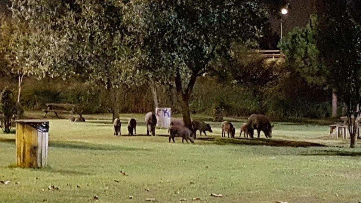 Agentes Rurales alerta que hay que limpiar el Parque Francolí para echar a los jabalíes