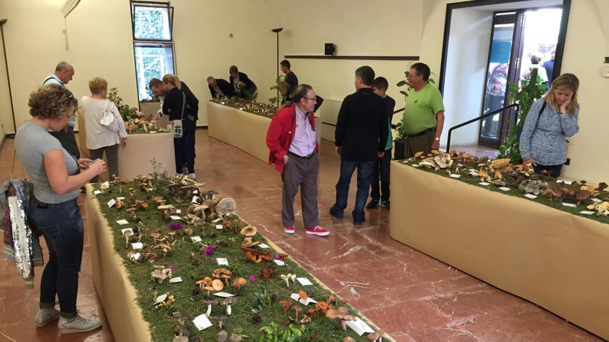 Todo a punto para la 22ª Exposició de bolets del Morell