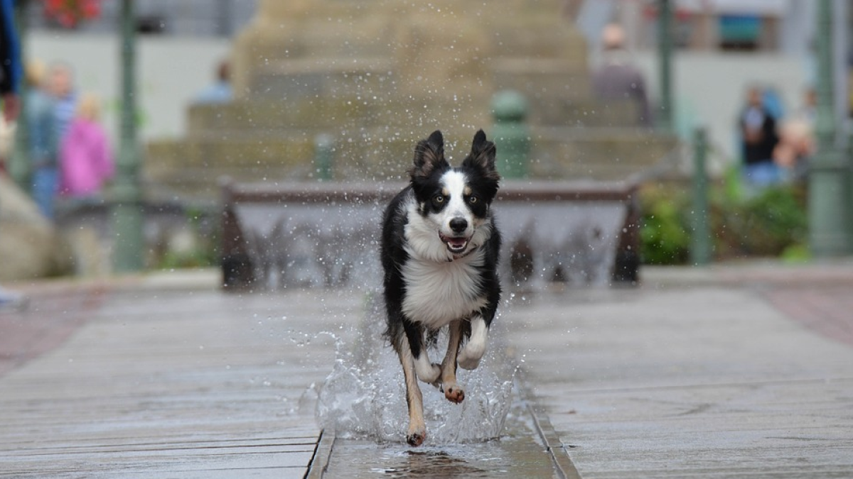 Una ciudad catalana ha decidido sancionar las meadas de los perros