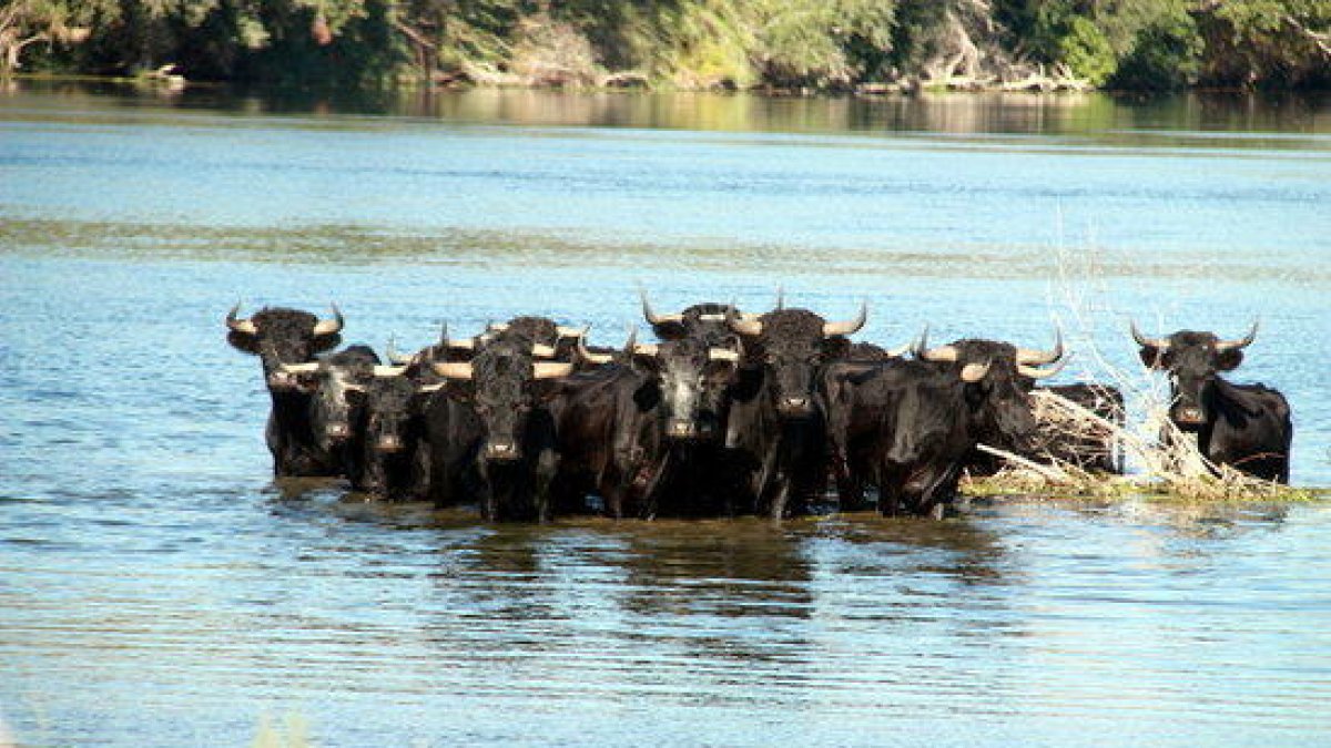 La Generalitat decideix sacrificar la meitat dels braus de l'illa dels Bous