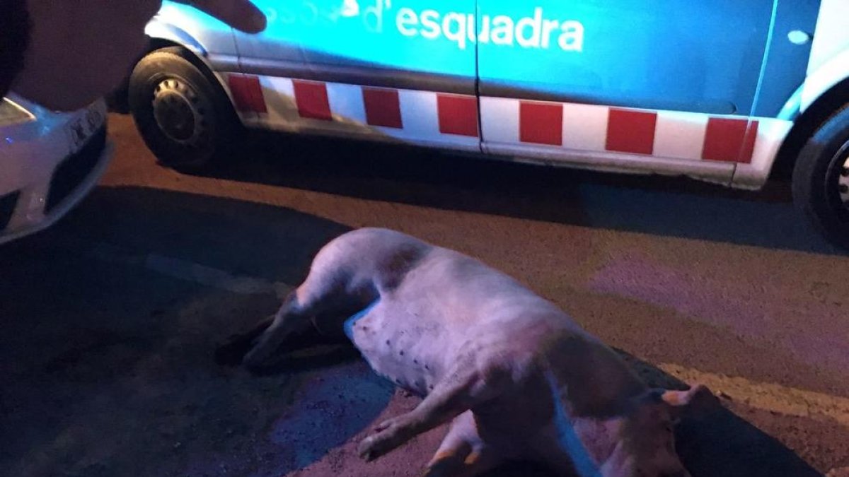 Perd un porc a Vilafortuny i se n'adona més de tres hores després