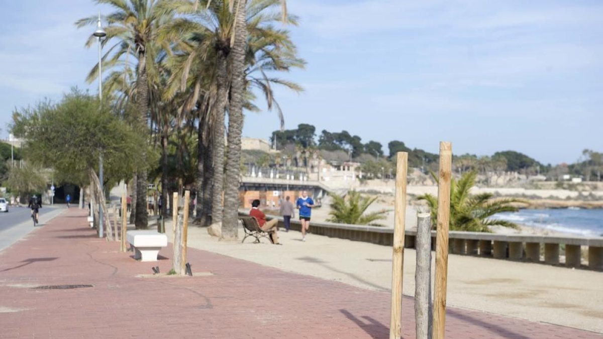 Apareixen abres tallats per actes vandàlics al passeig Marítim