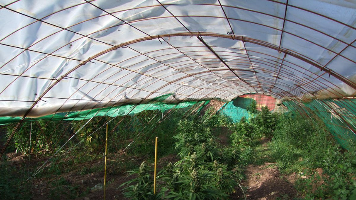 A presó per traficar amb marihuana i agredir dos homes que li van intentar robar la droga