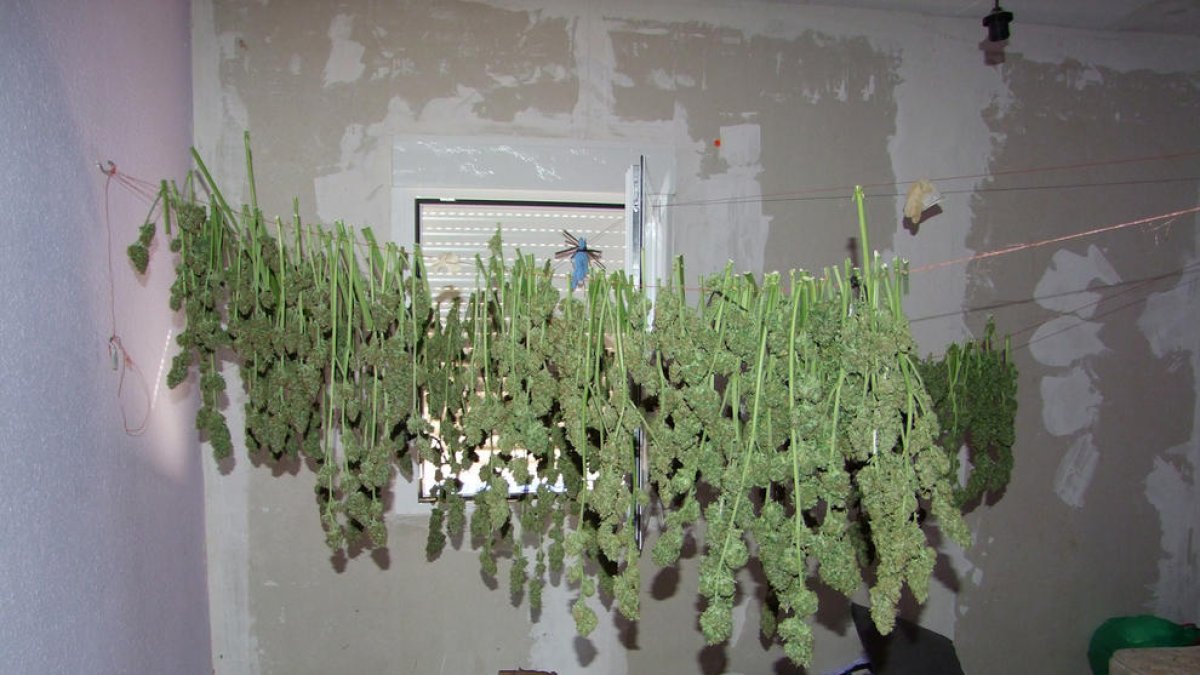 A presó per traficar amb marihuana i agredir dos homes que li van intentar robar la droga