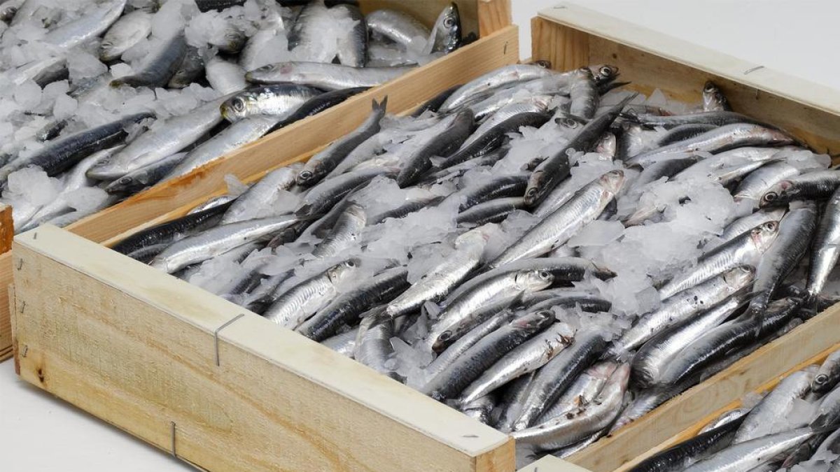 Els nens espanyols mengen peix amb alts nivells de mercuri