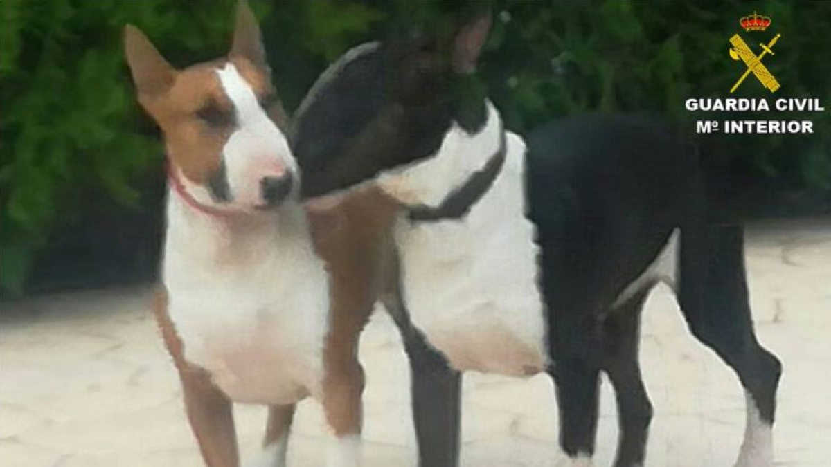 Detienen al 'paseador' de los perros que desfiguraron la cara de una mujer