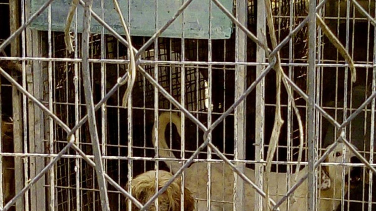 Abren diligencias en una perrera de Calafell después de encontrar un perro muerto