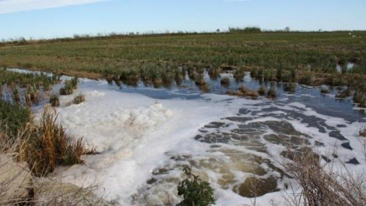 Finalitza amb èxit la salinització contra el caragol maçana als arrossars del delta de l'Ebre