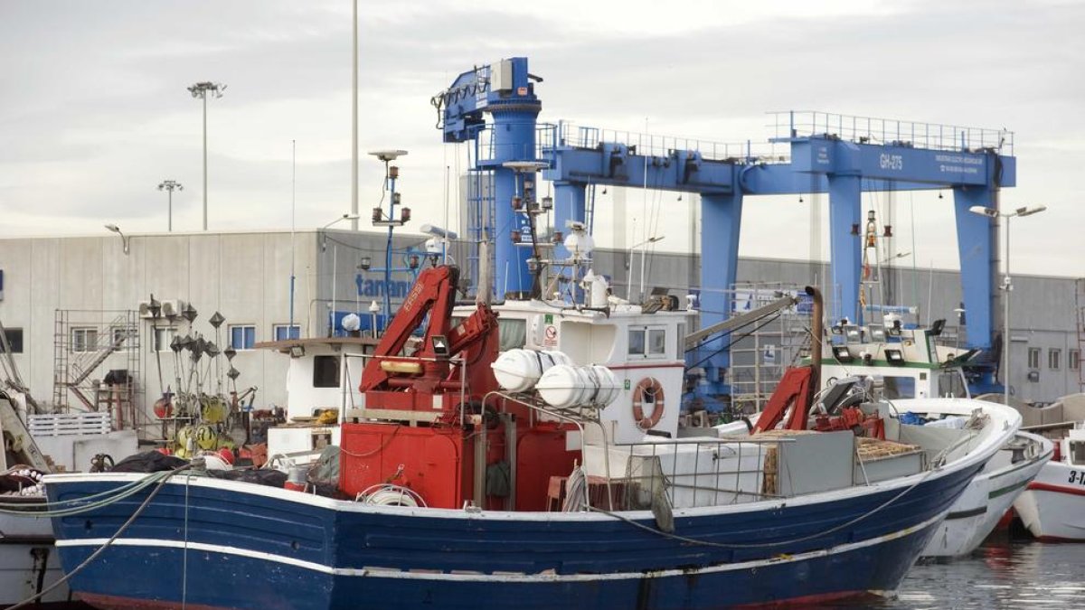 Pugen les captures i el preu de seitó i sardina aquesta temporada 2017