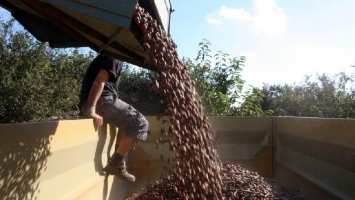 La calor avança uns deu dies la collita de l'avellana, que enguany podria assolir les 10.000 tones