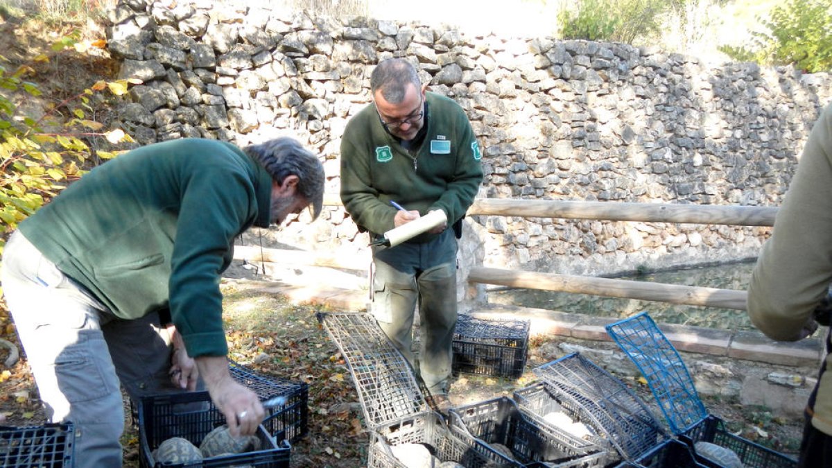 Se liberan más de 200 tortugas mediterráneas en el parque natural del Montsant