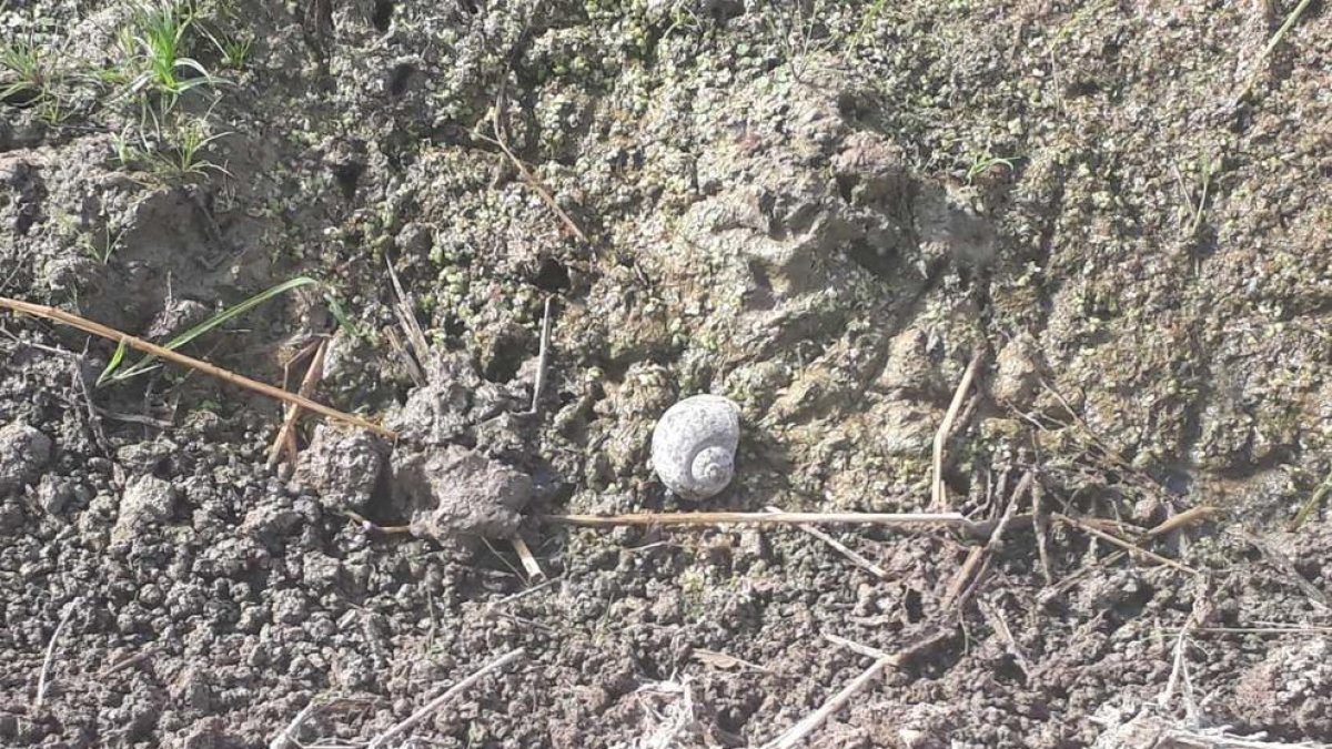 Denunciada una persona a Amposta per tenir cargols poma a la seva finca i no comunicar-ho