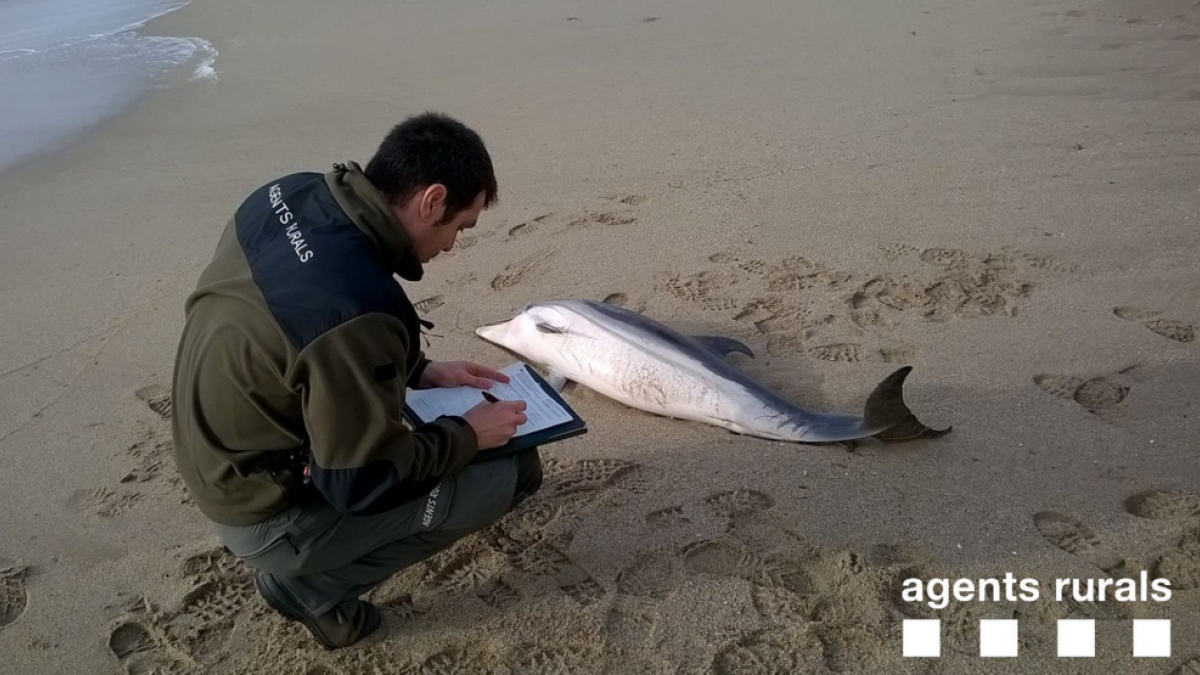 Troben un dofí mort a la platja del Miracle de Tarragona