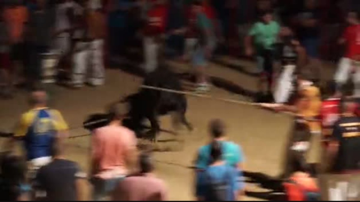 retard, correbous, llei, bou, denúncia, ambulància, animal, AnimaNaturalis, manca, emboladors, bou embolat, Aïda Gascón